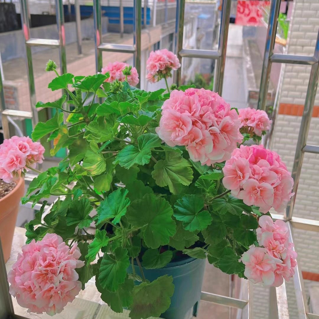 天竺葵兔子粉 耐热好养勤花包对版 不带花苞 不要换盆 天热会黄叶