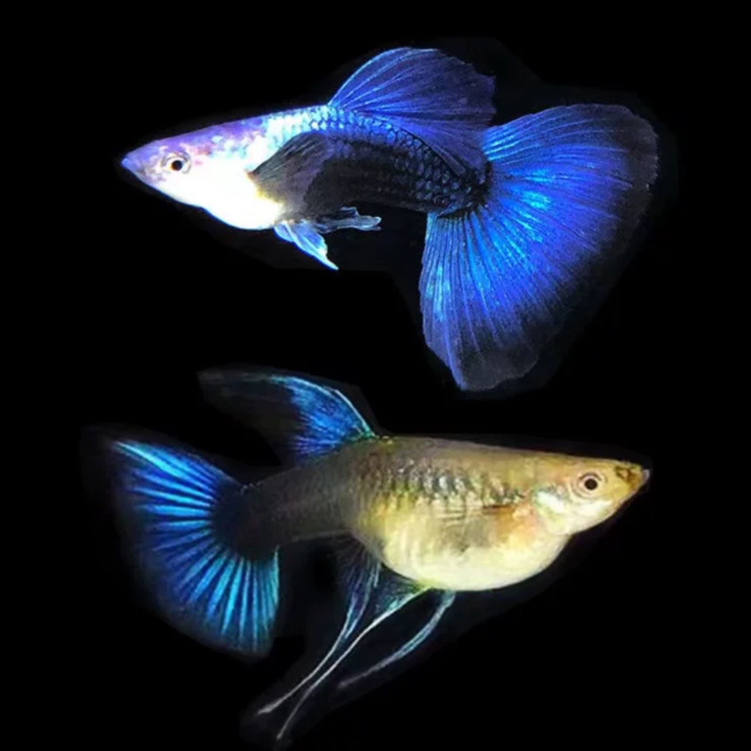 观赏鱼蓝礼服大C孔雀鱼两对四条