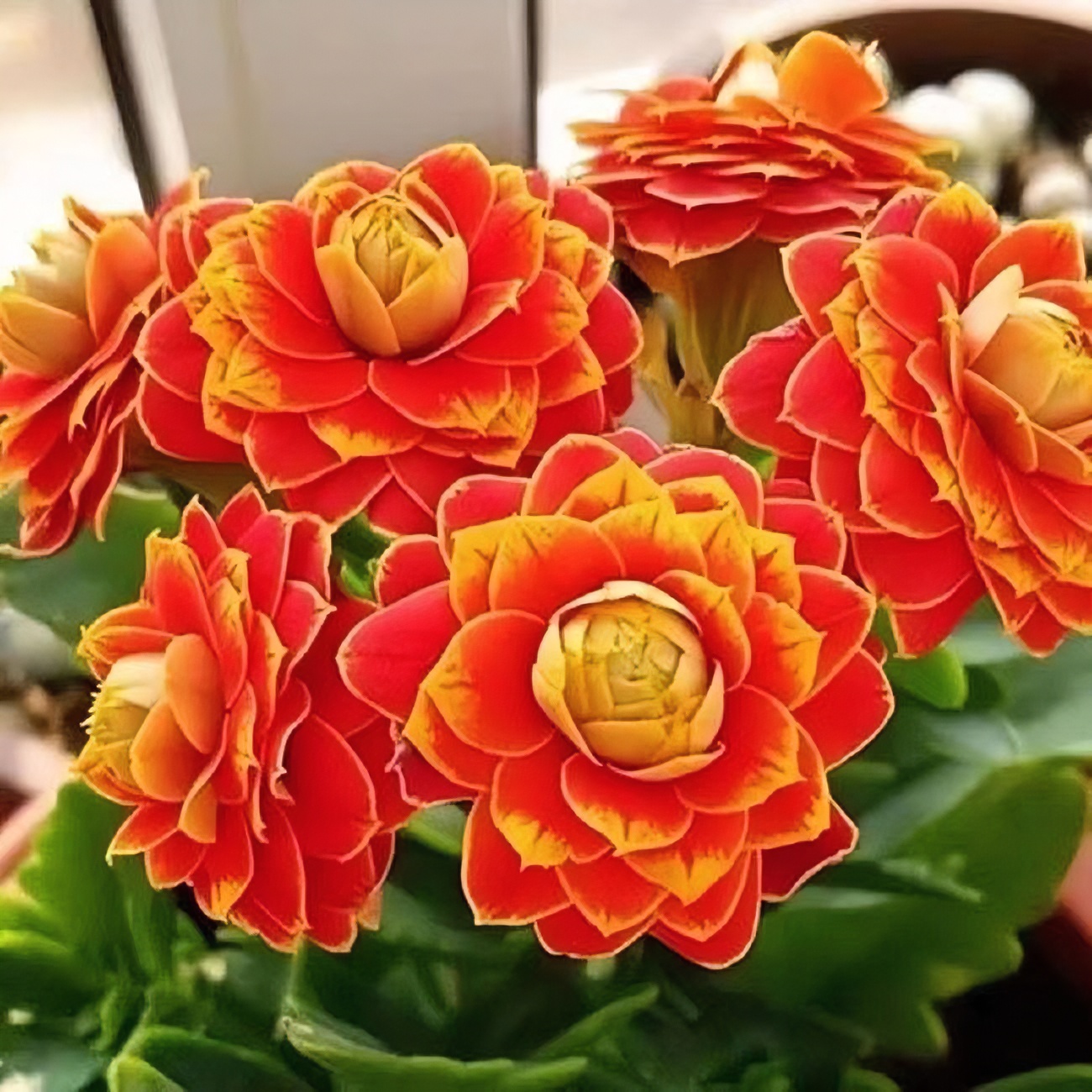 20【稀有品种】长寿花盆栽花卉重瓣大花植物室内绿植 基地发货