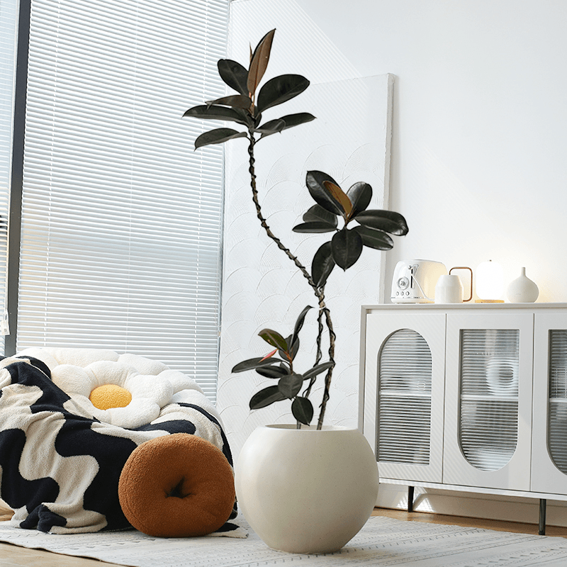 造型黑金刚橡皮树网红北欧大型绿植室内办公室客厅盆栽好养护新鲜