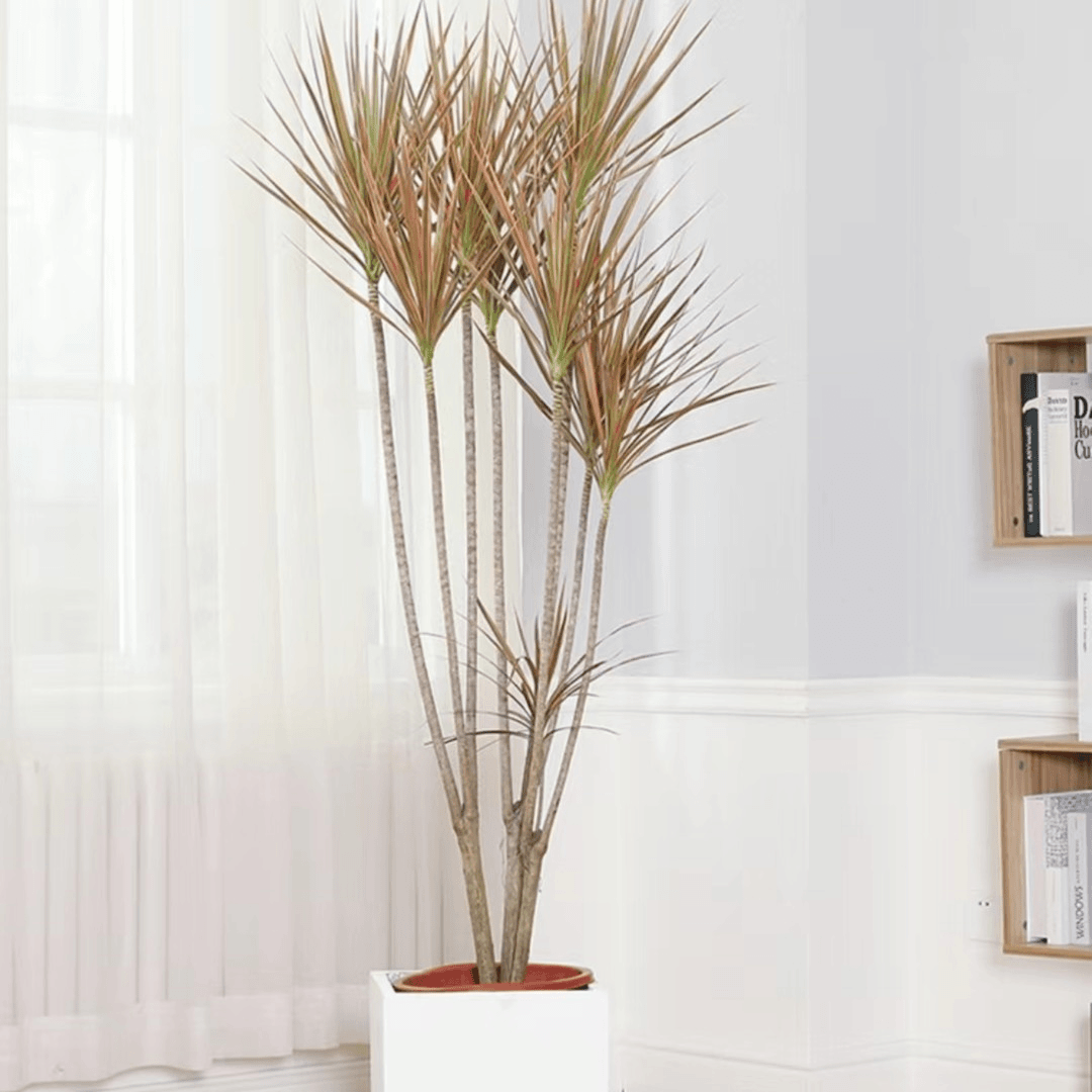 千年木 网红绿植 七彩千年木 大型室内绿植 轻奢现代浪漫七夕礼