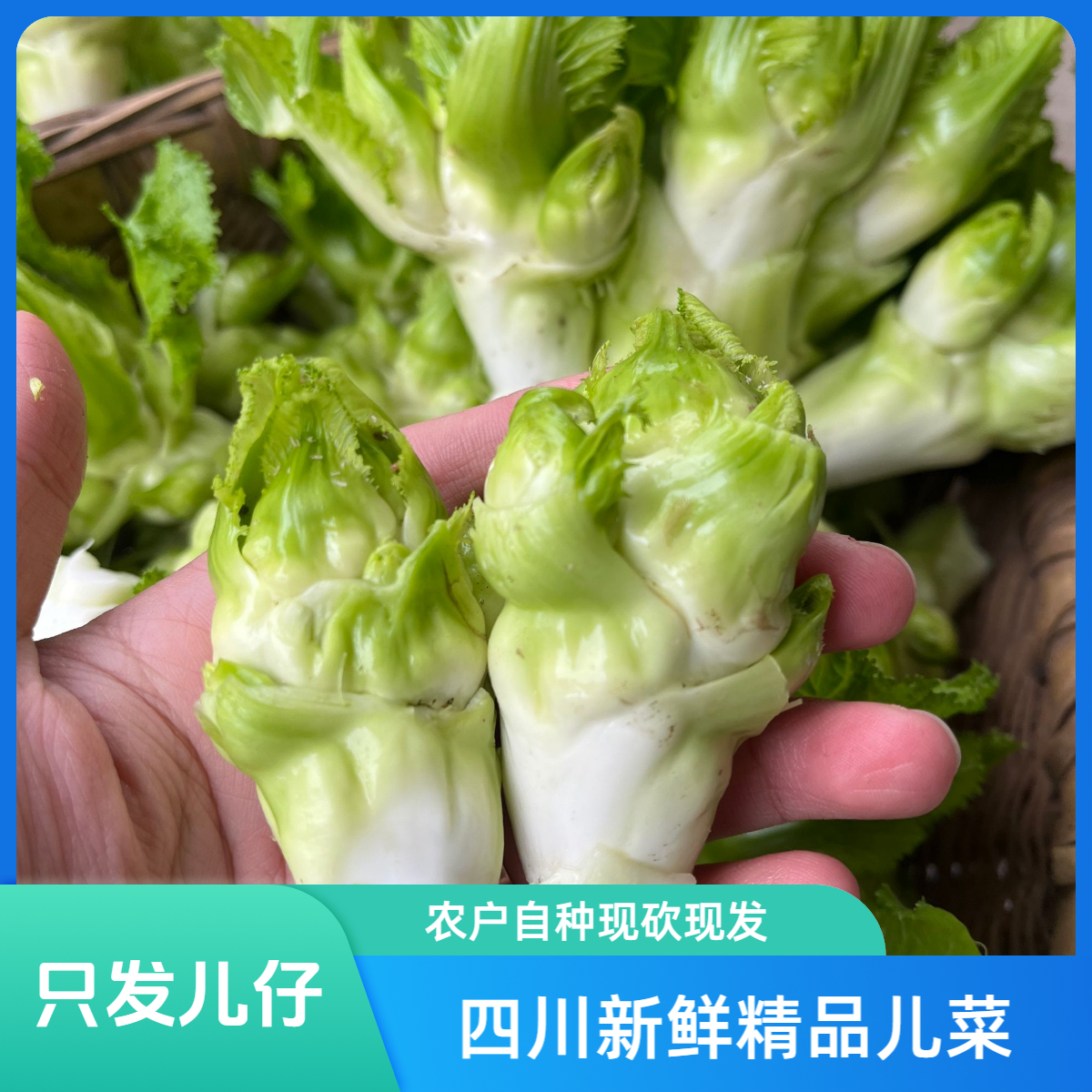 【儿菜抱儿菜儿仔】如图所见农户自种抱儿菜泡菜清炒美味健康