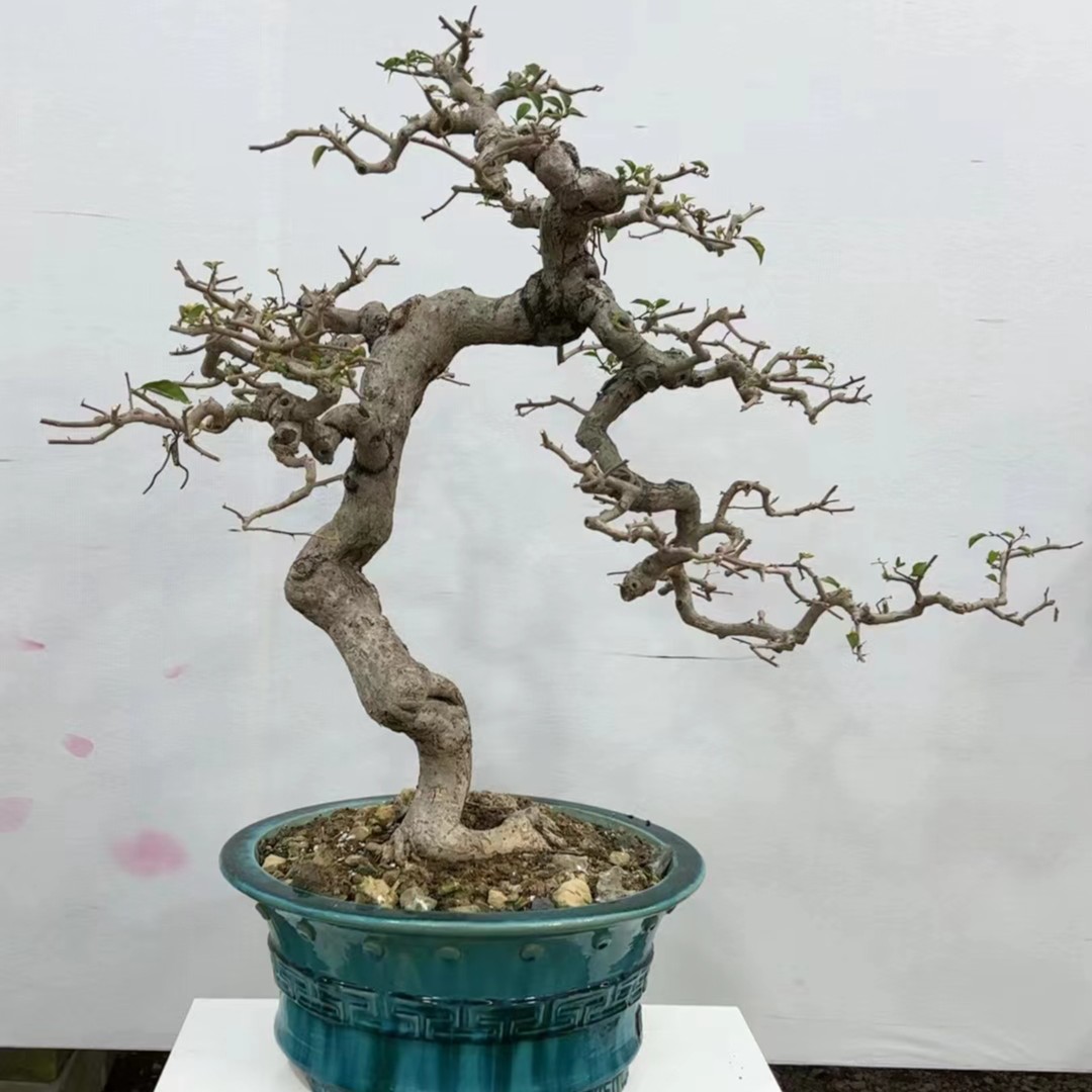 晨夕盆景园艺精品老桩三角梅盆景造型根艺盆景桩