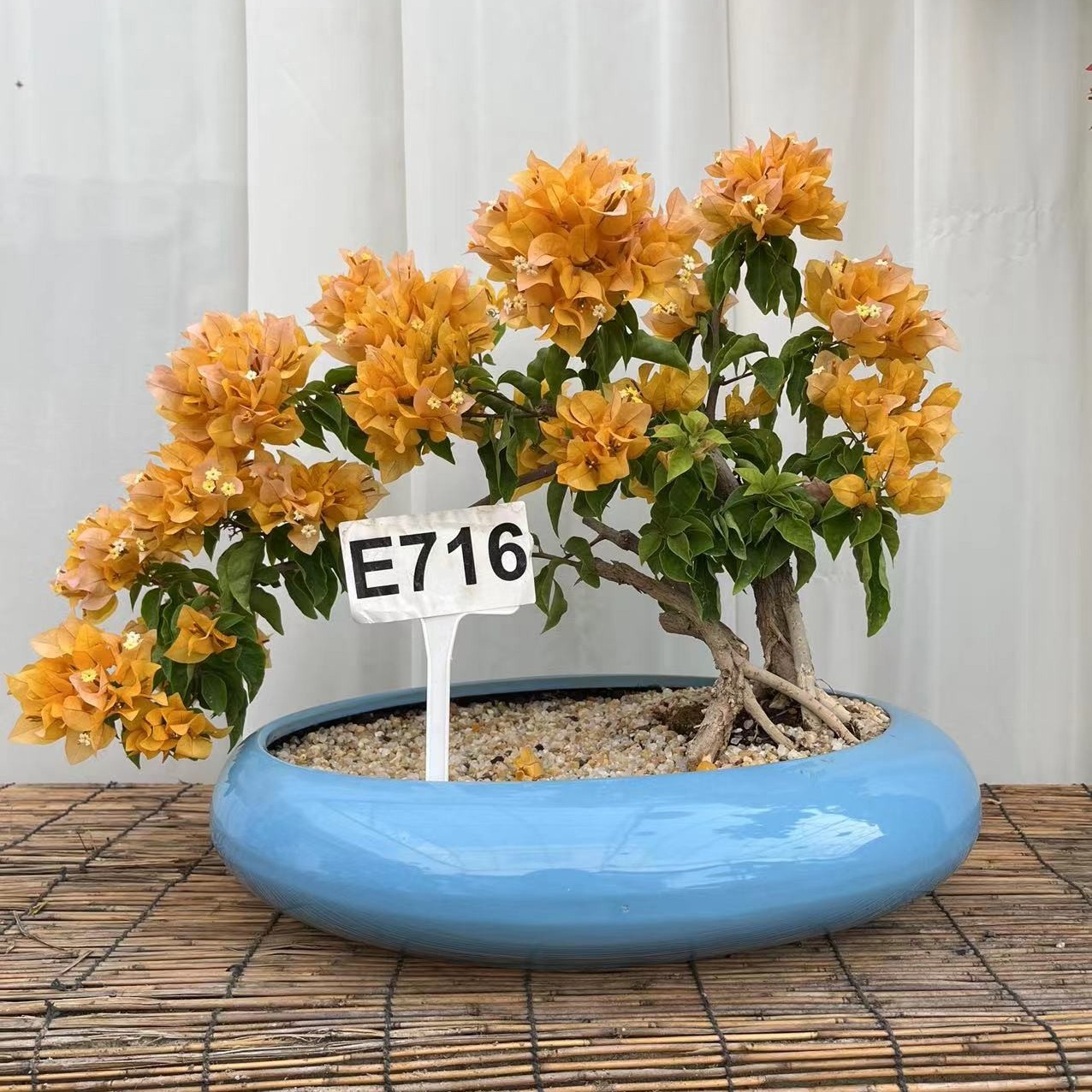 晨夕花坊精品三角梅庭院种植阳台盆栽