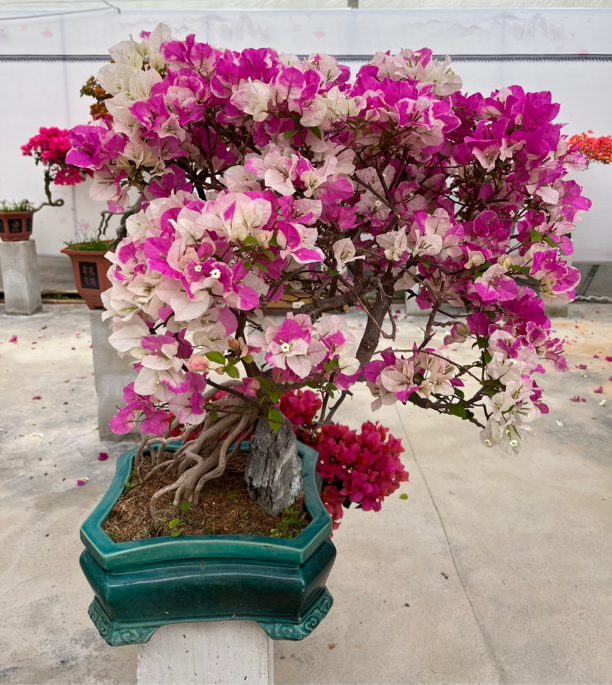 晨夕花坊三角梅居家阳台盆栽庭院种植
