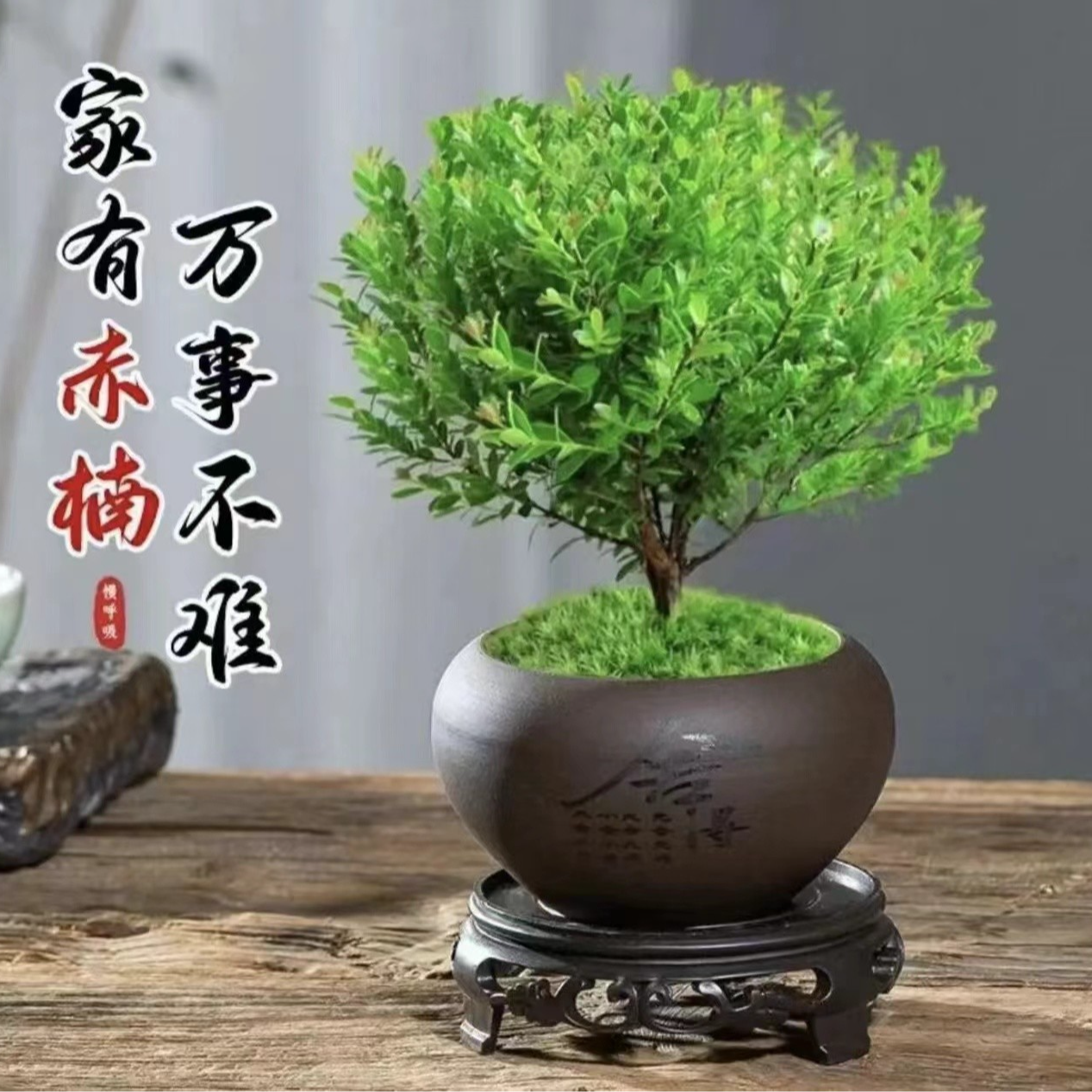 【新疆包邮】小叶赤楠盆栽植物室内花卉盆景