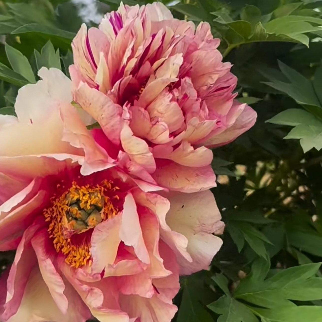【希拉里 】芍药花苗基地直发