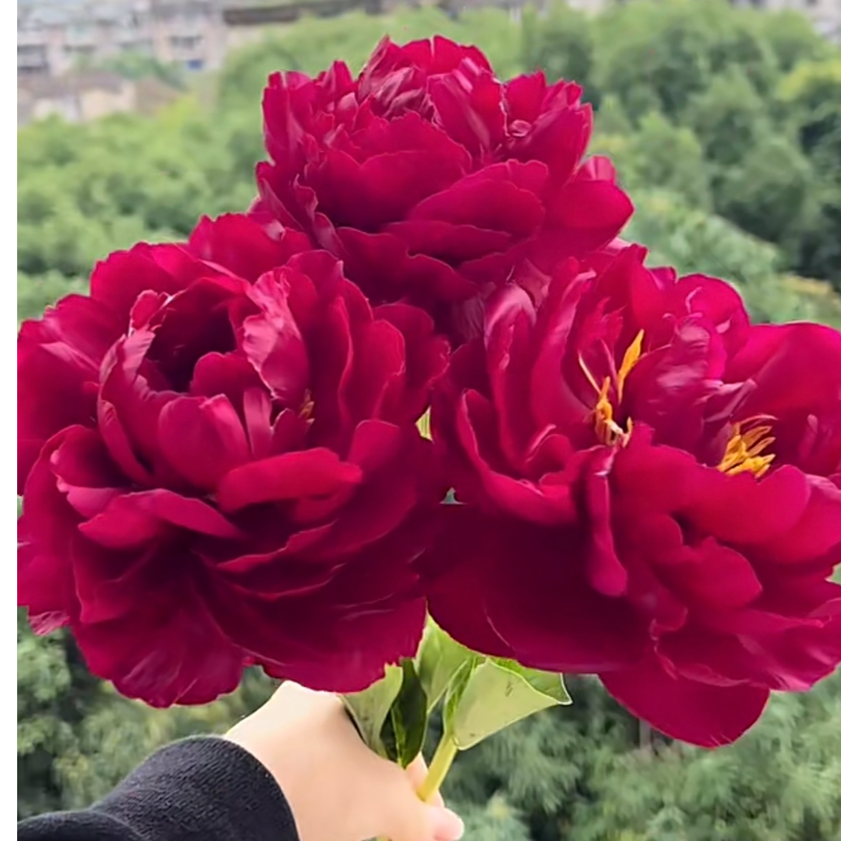 【老忠诚 】芍药花苗基地直发