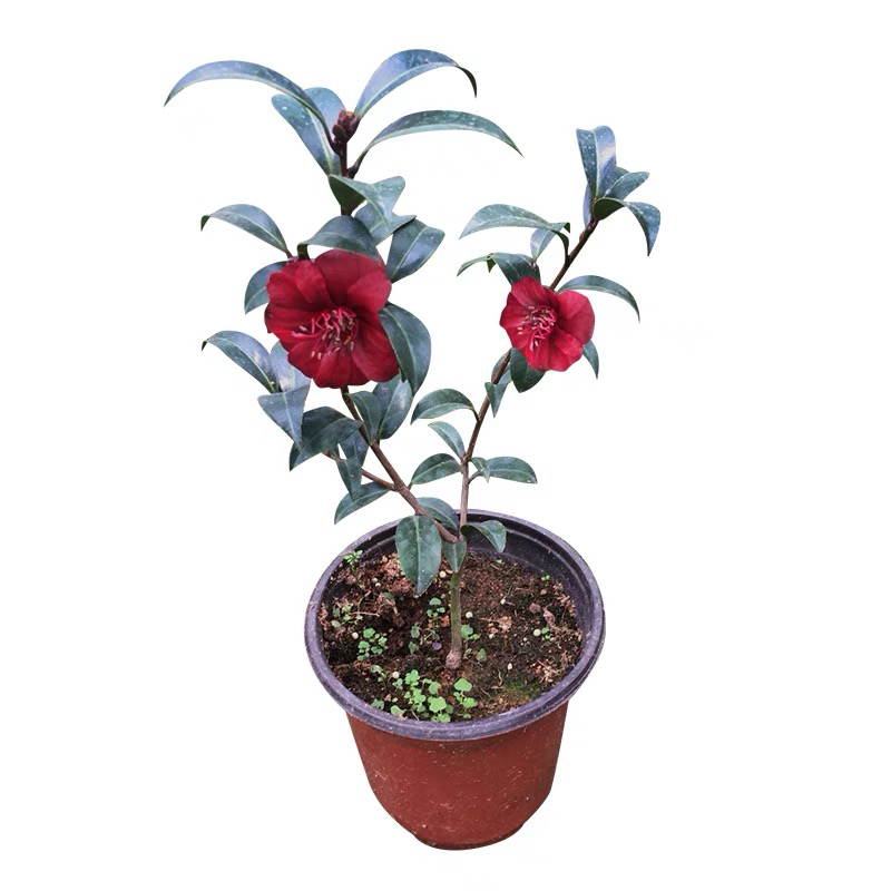 正宗黑骑士茶花 带花苞发货 名贵稀有品种山茶花精品嫁接树苗盆栽