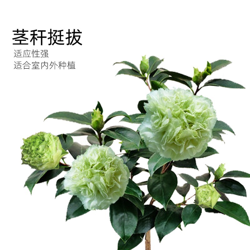 绿可娜茶花稀有品种名贵老桩花卉盆栽盆景绿色花植物室内易养喜庆
