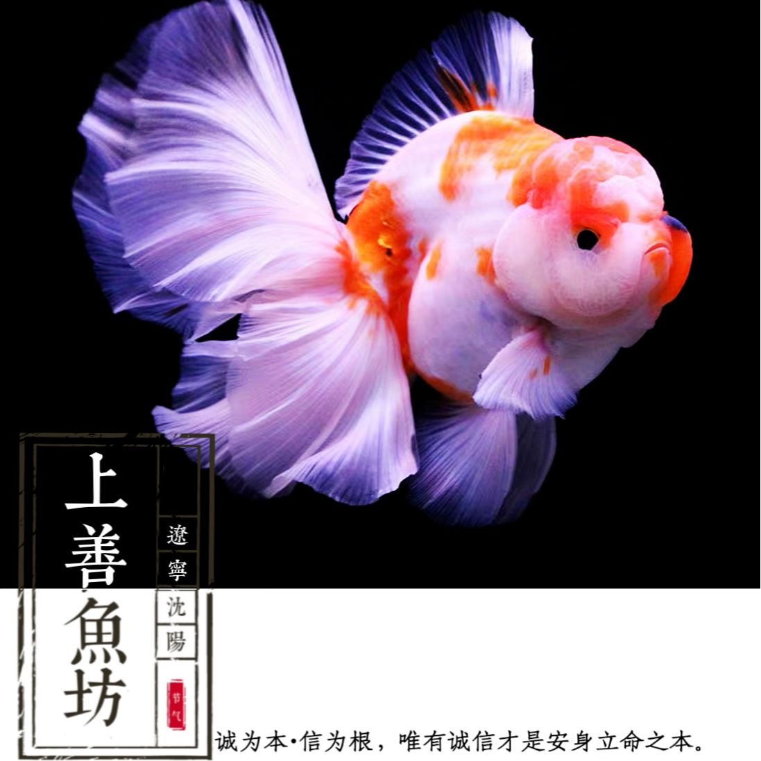 【百褶泰狮】冷水淡水好养耐活的百褶泰狮金鱼观赏鱼寓意招财