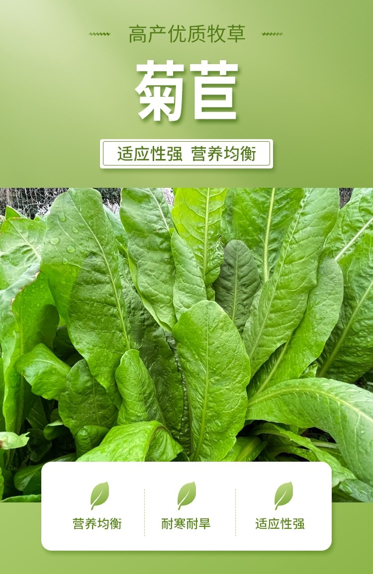菊苣草喂猪草籽猪草种子叶片多光滑无绒毛抗寒耐旱牧草新鲜畜牧草