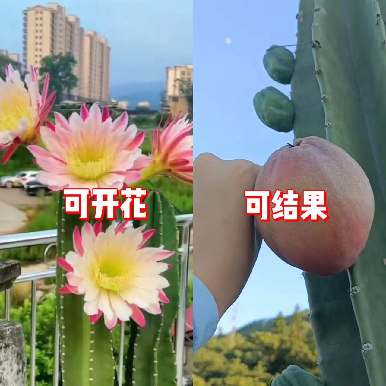 120cm量天尺【无根】【不指定带花】【基地田园土地载】全露养不怕好养