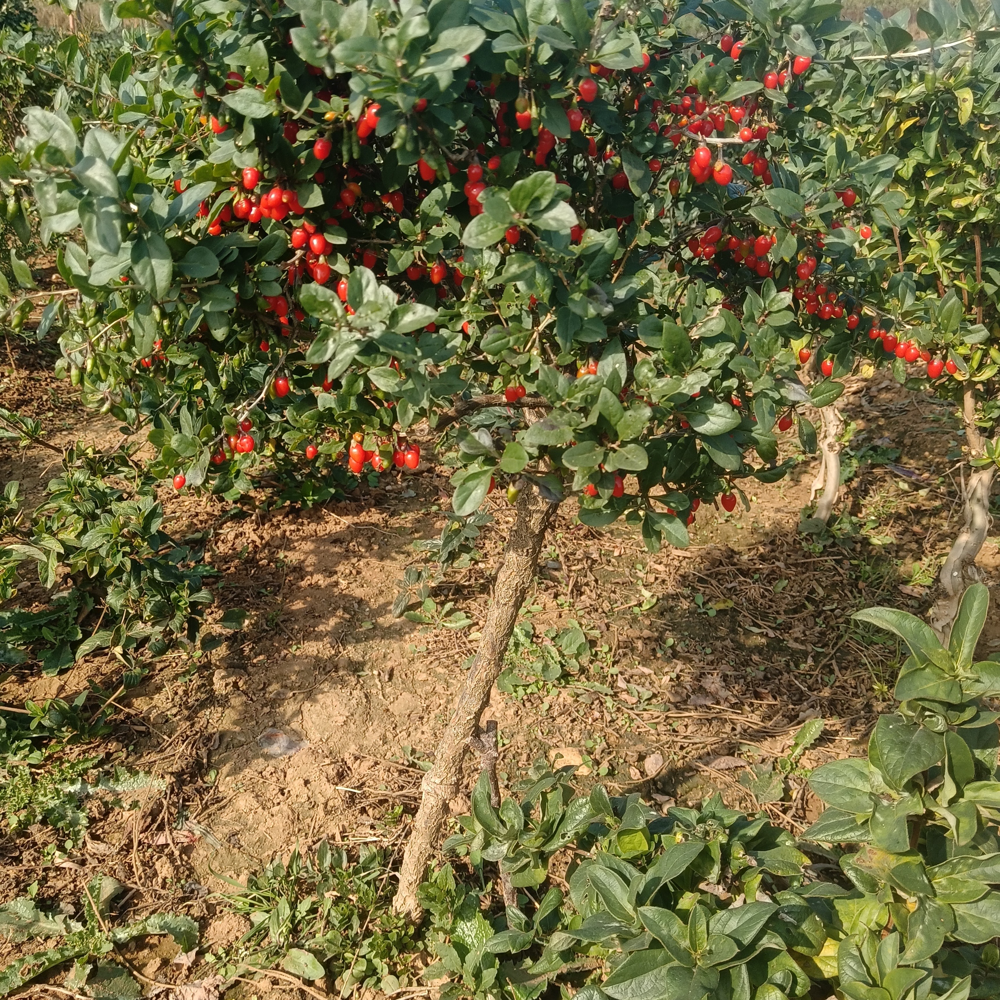 大果水果枸杞子树