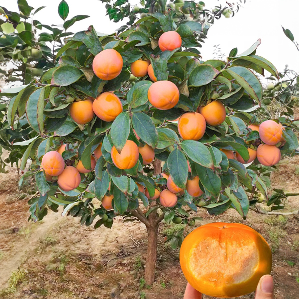 现货优质柿子苖南方北方种植放心苗盆栽庭院果树阳台地栽