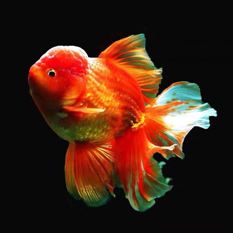 泰狮金鱼大尾巴 冷水活体观赏鱼 精品泰狮鱼淡水好养