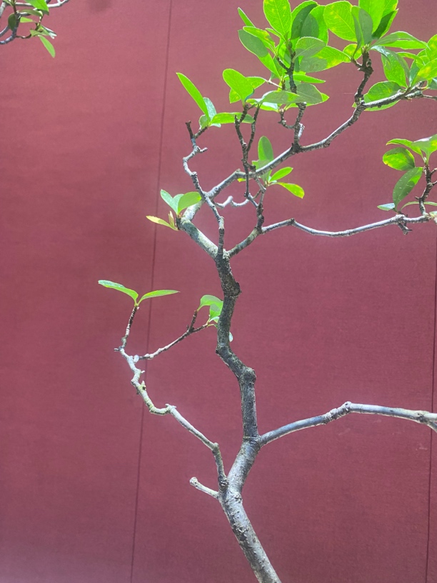海岛春花熟桩，栀子，石枫，熟桩老桩，一物一拍