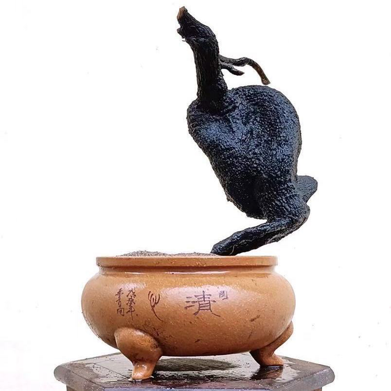 老鸦柿，栀子花绿植盆栽盆景.直播间选购，以上图片参考