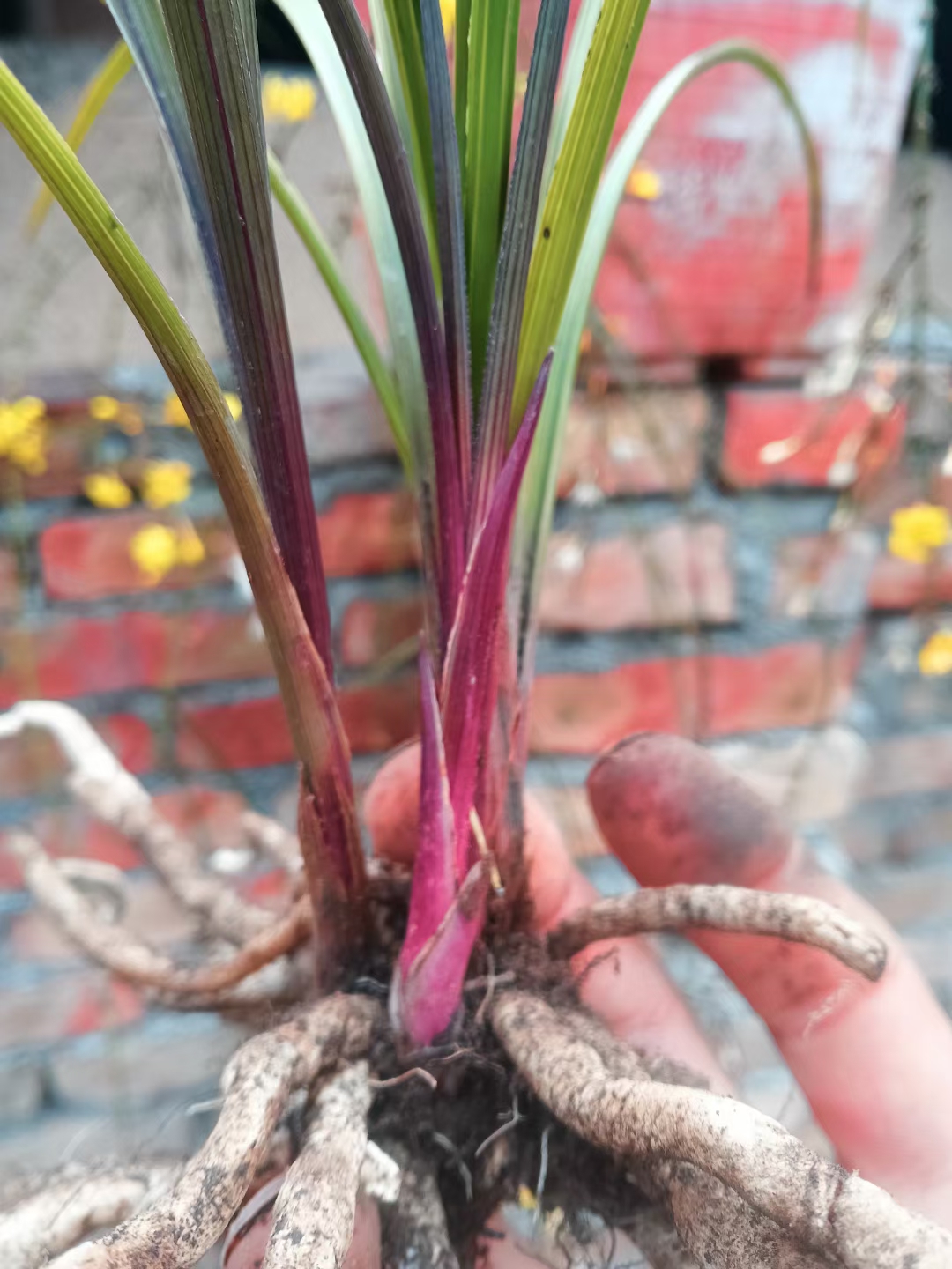 惠兰红香妃红香妃