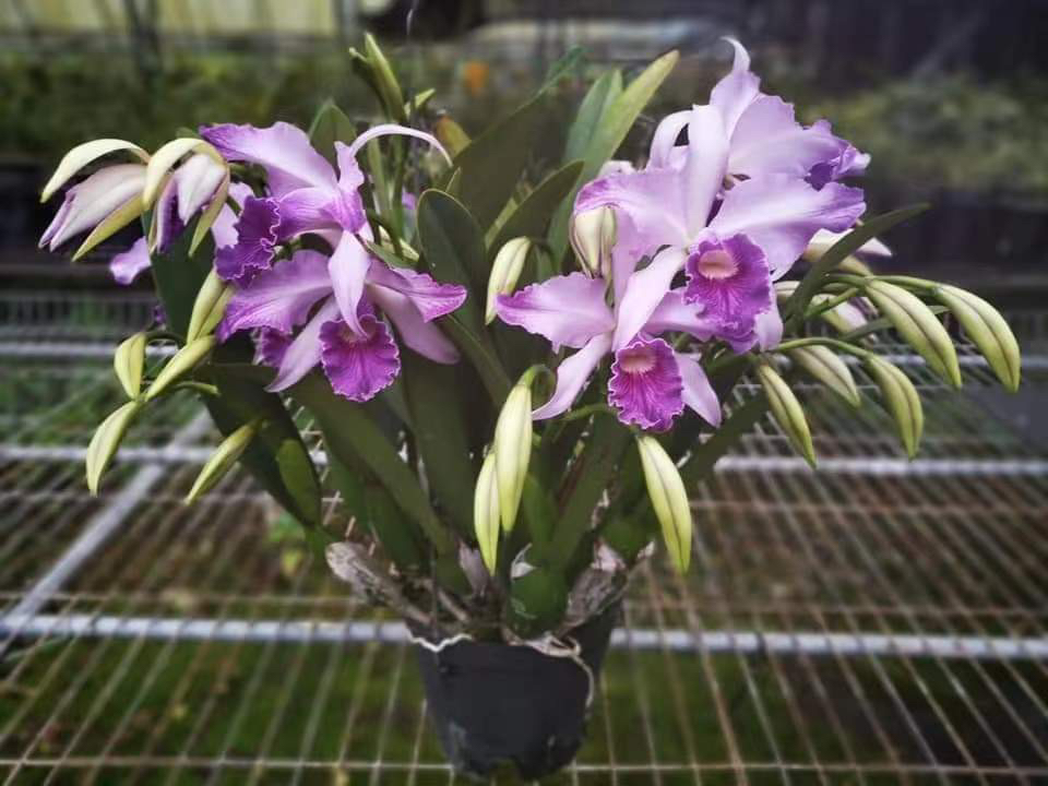 卡特兰 尉藍天空 花香 绿植盆栽
