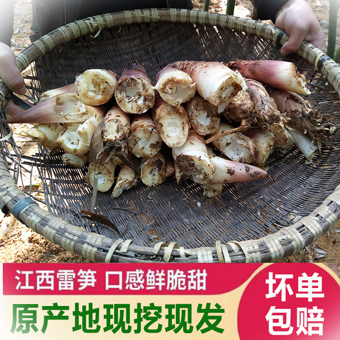 【5斤中号笋】江西天然万年雷竹笋5斤现挖新鲜春笋现切老根鲜嫩脆香