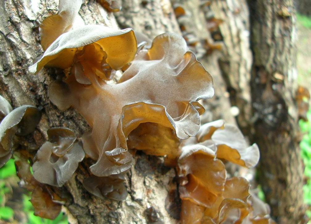 东北野生山木耳菜