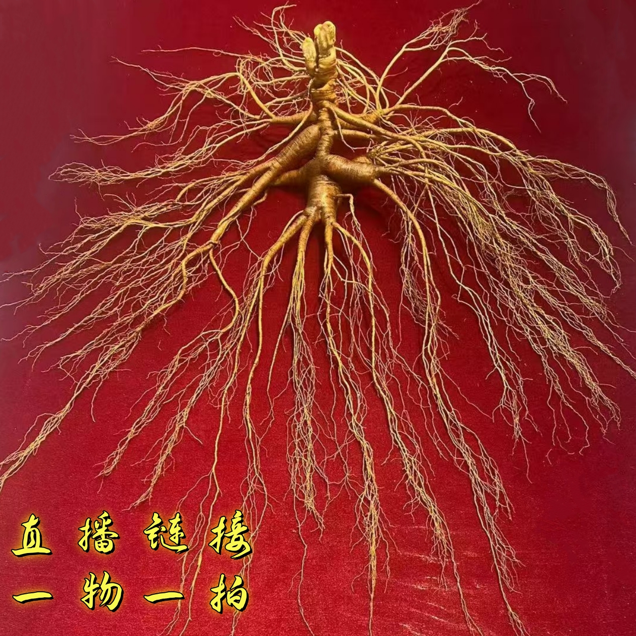 小曲林下参长白山高年份精品鲜参干参煮水煲汤泡茶