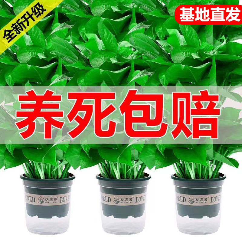 绿萝8盆装批发室内养护盆栽吸收甲醛好养鲜活观叶种植净化空气