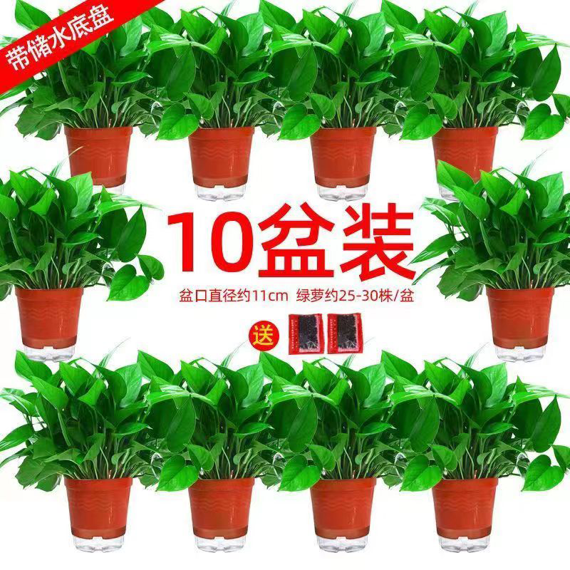 【今日特价】绿萝盆栽室内好养吸除甲醛净化空气植物绿植花卉大盆
