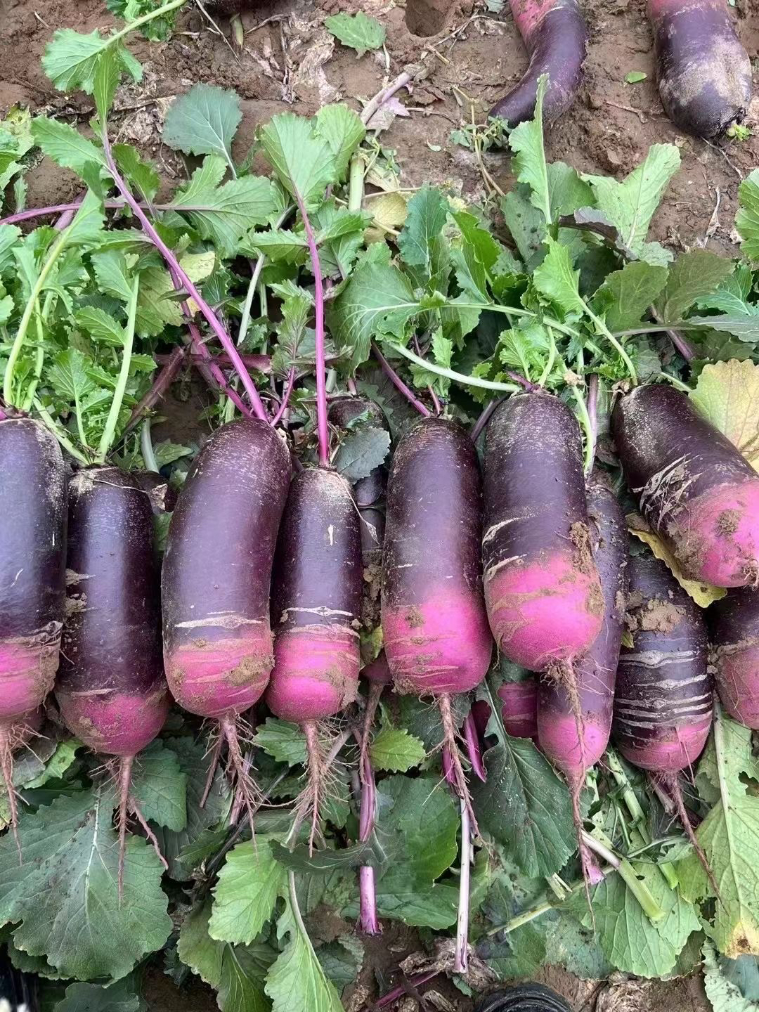 【全店满5包包邮】冰激凌水果萝卜种子秋冬种子紫皮萝卜种子