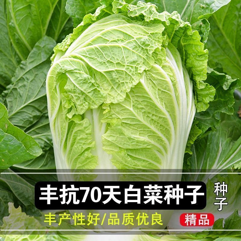 【满5包包邮】丰抗70天大白菜种子高产包心大自菜籽农家蔬菜种子