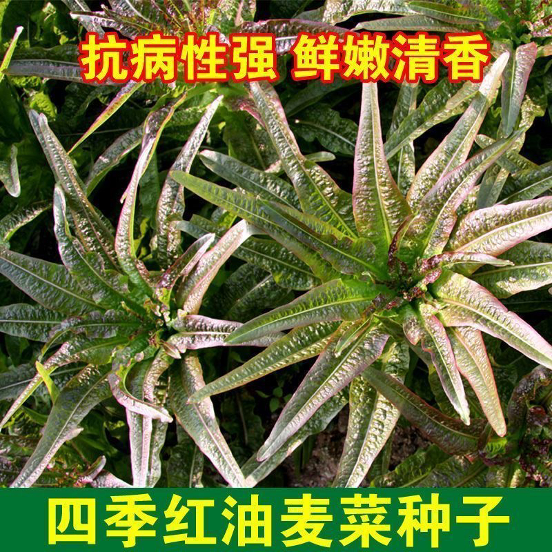 【全店满5包包邮】四季红油麦菜种子香油麦菜阳台盆栽蔬菜种子