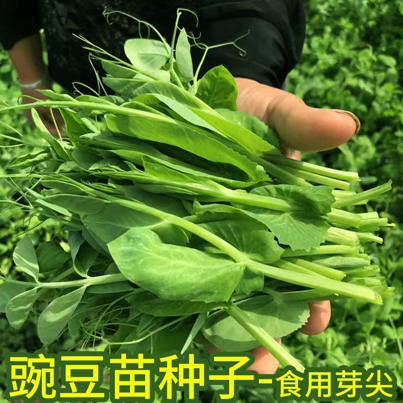 【全店满5包包邮】无须豌豆尖种子专吃豌豆苗阳台盆栽蔬菜种子