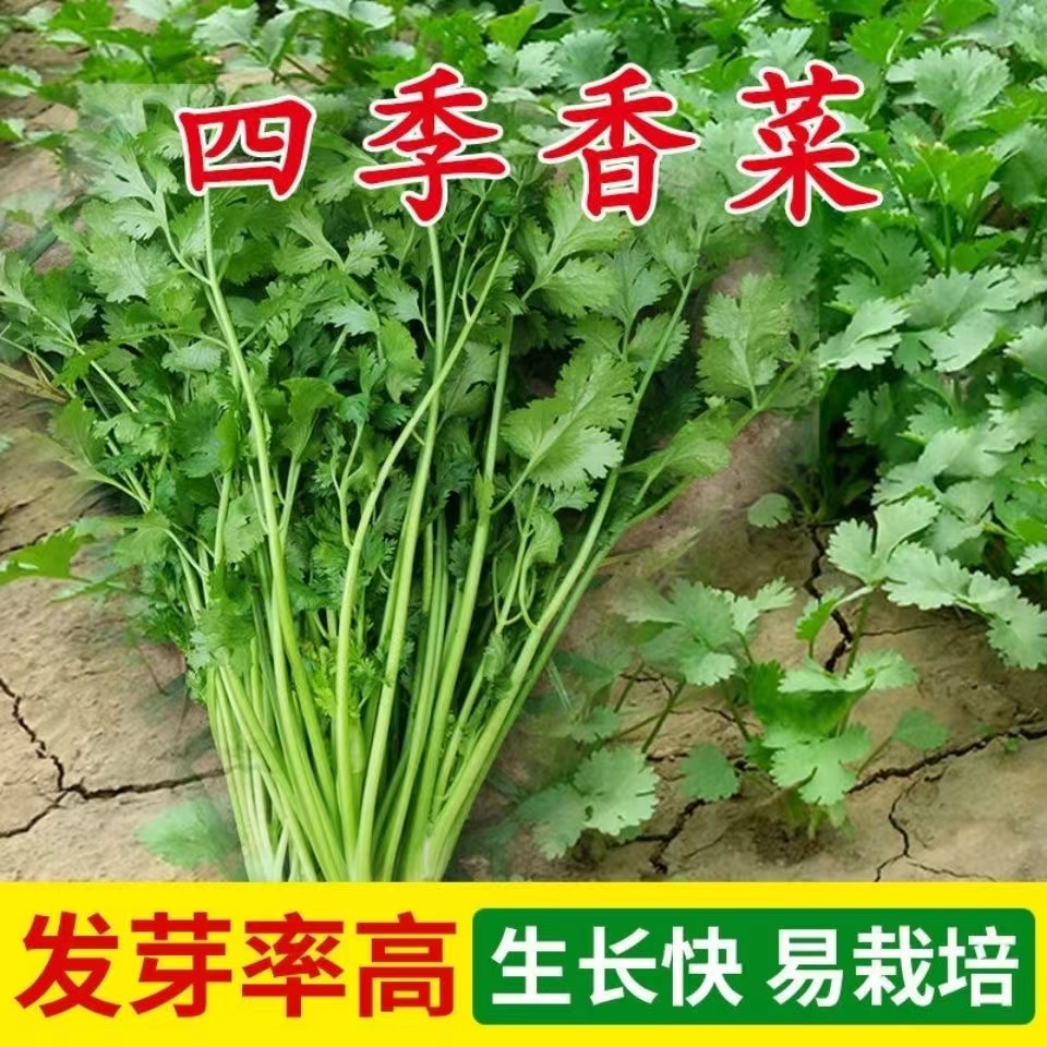 【全店满5包包邮】香菜种子速生四季易种阳台室内盆栽种籽蔬菜种子
