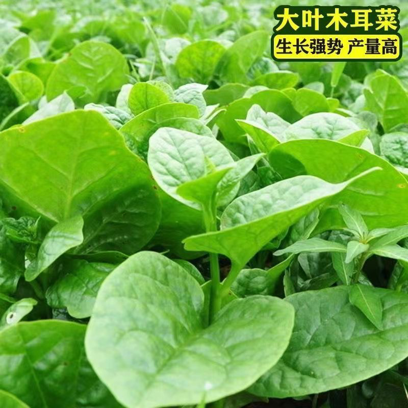 【全店满5包包邮】大叶木耳菜种子高钙肉厚阳台盆栽庭院蔬菜种子