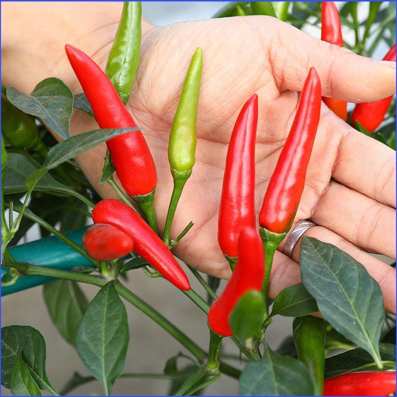 【全店满5包包邮】朝天椒种子小米辣种籽庭院阳台盆栽蔬菜种子
