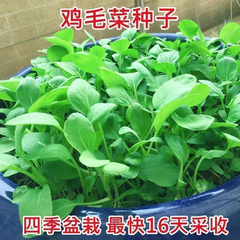 【满5包包邮】鸡毛菜种子四季播种抗热耐寒蔬菜种子有机小青菜籽