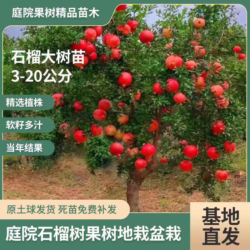 一榴田正宗突尼斯软籽石榴盆栽地栽精品树成活果树石榴树种植发货