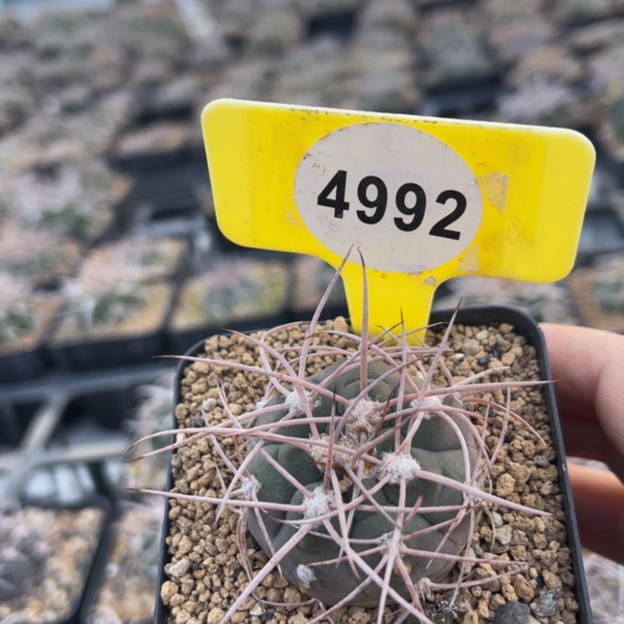 【闪购商品】49924992