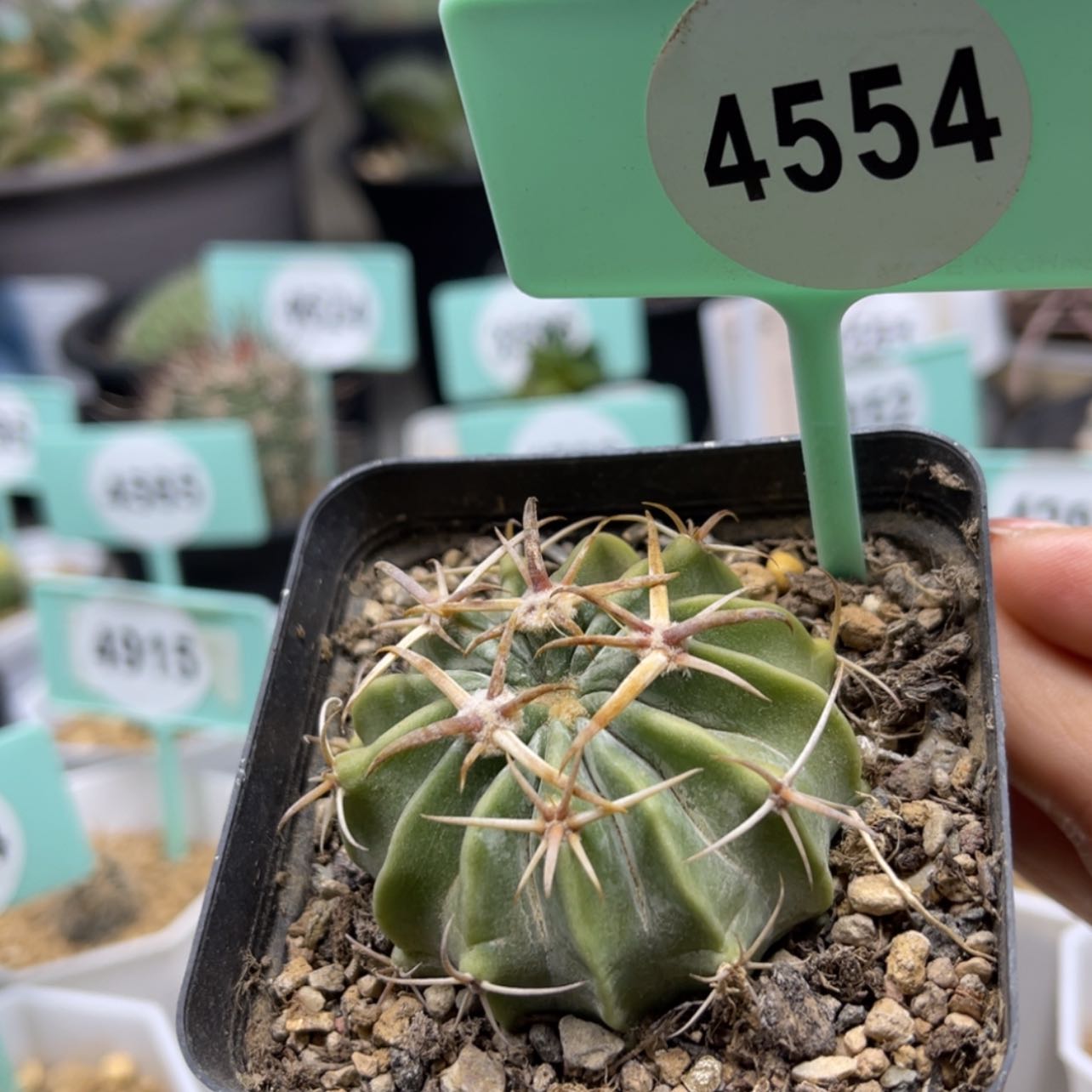 【闪购商品】凌波4554