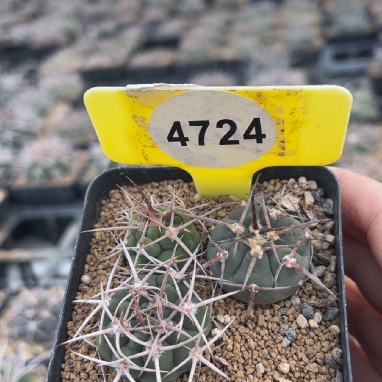 【闪购商品】A***g47244724
