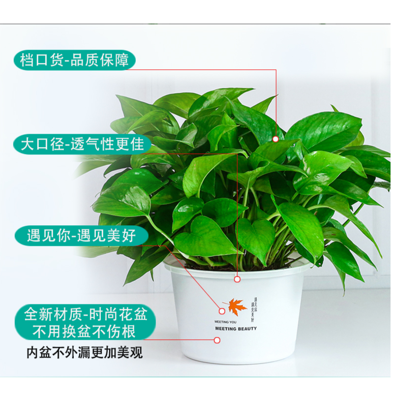 绿萝盆栽花卉室内绿植物除甲醛长藤新房家用吸甲醛大绿箩基地直销