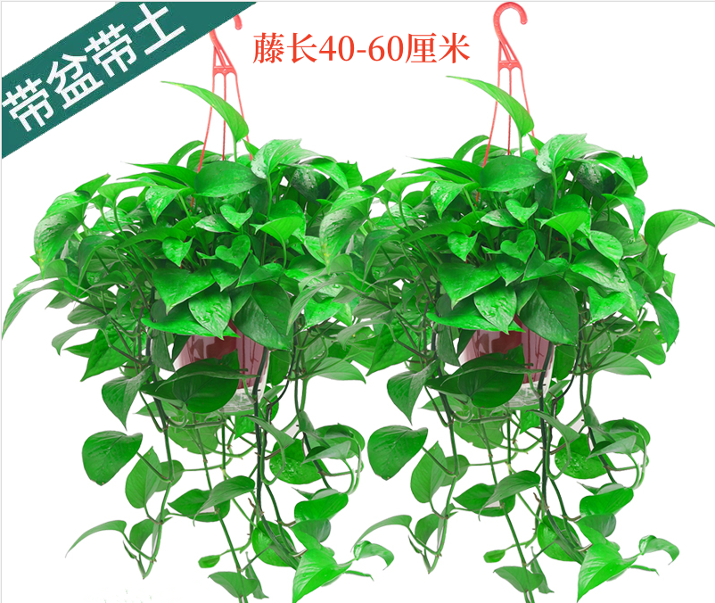 绿萝观叶植物大盆绿植长藤绿萝花卉盆栽新房客厅除甲醛挂墙绿萝