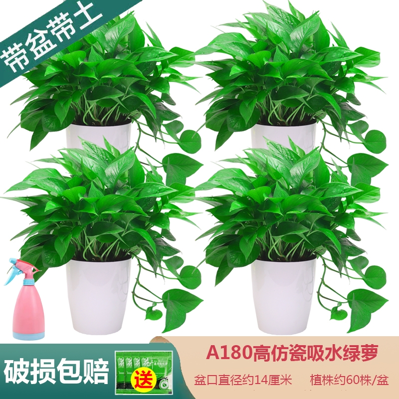 五星级酒店同款绿萝盆栽室内绿植吸甲醛好养长藤品种新房办公室用