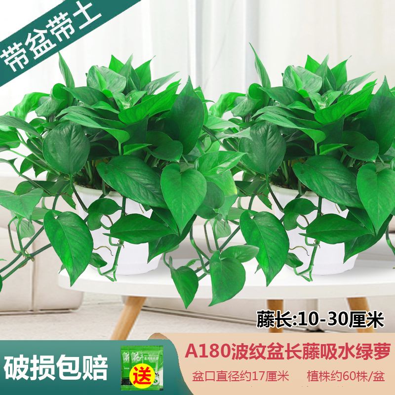 短藤绿萝盆栽室内绿植花卉新家办公室除甲醛带藤条新房办公室