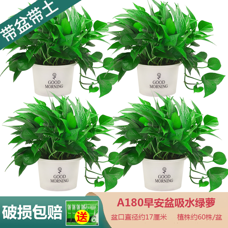 绿萝基地批发室内绿植物除甲醛长藤新房盆栽花卉家用大绿箩直销