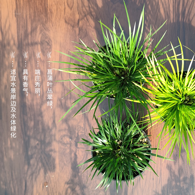 精致桌宠菖蒲
