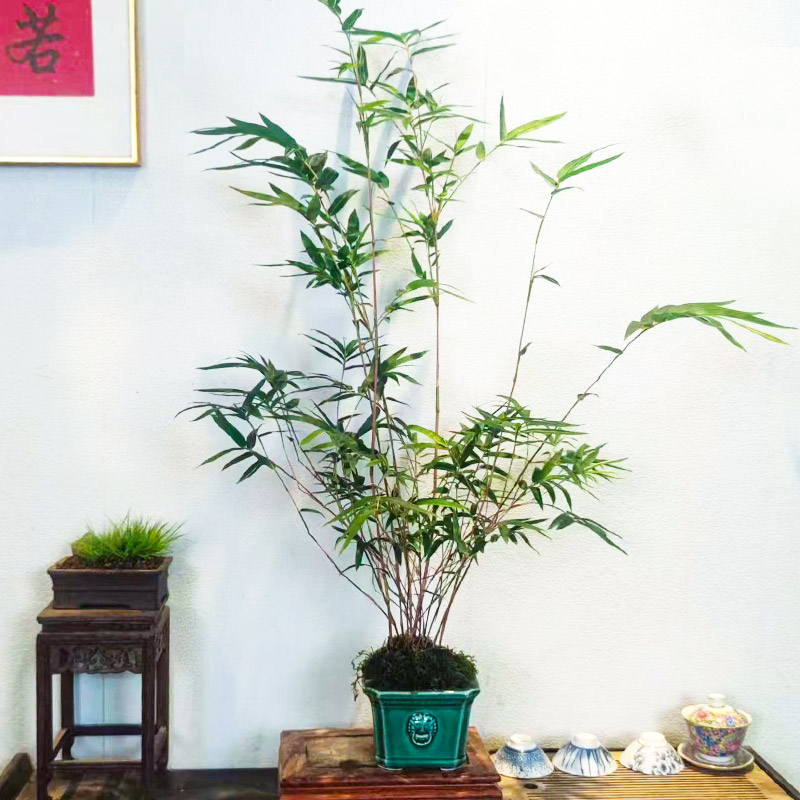 红观音竹茶桌办公桌系列四季常青花卉绿植室内盆栽植物