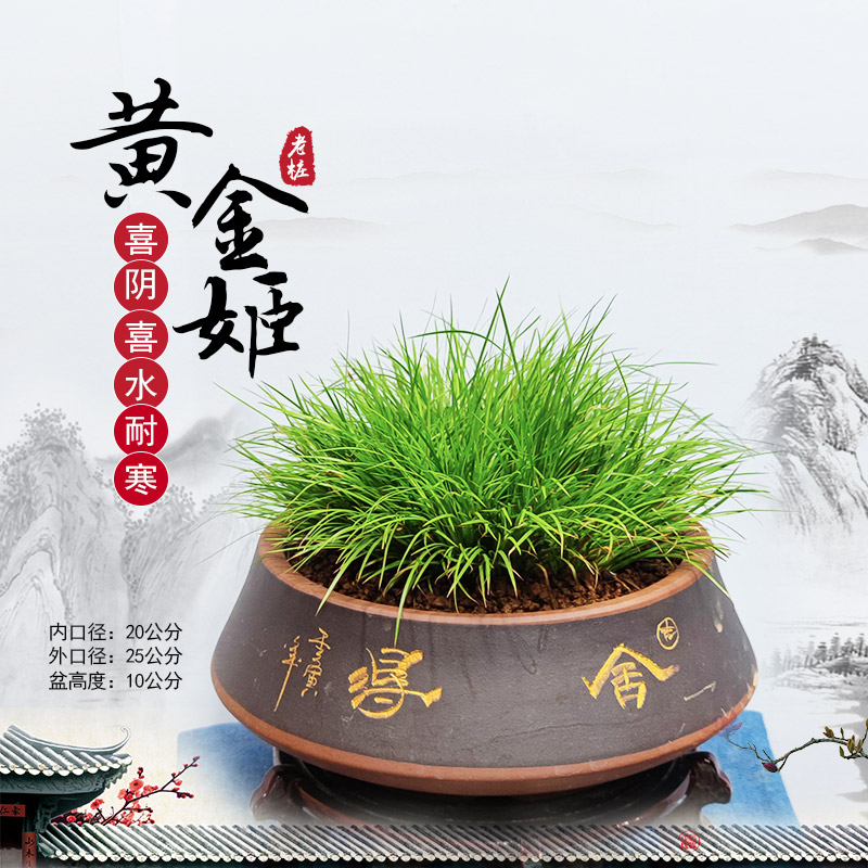 【清澜】十二年黄金姬/虎须老桩花中四雅老桩菖蒲室内花卉绿植盆栽