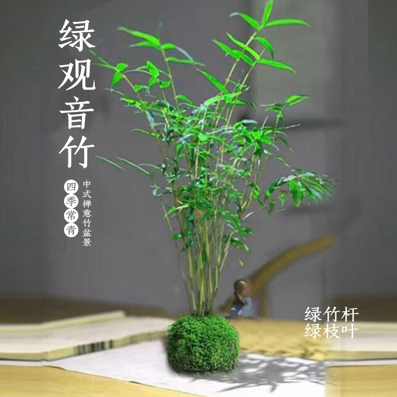 绿观音竹苔藓球叫凤尾竹挺拔精壮翠绿高挑挺拔绿竹杆花卉水培植物